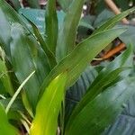 Coelogyne glumacea ഇല