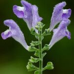 Scutellaria integrifolia 花