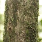 Duroia longiflora Bark