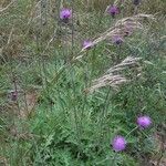 Cirsium texanum Агульны выгляд