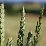 Triticum aestivum Blatt