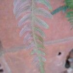 Blechnum occidentale 葉