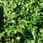 Nasturtium officinale Habit