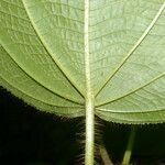 Miconia crenulata Blad