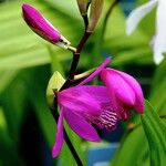 Bletilla striataΛουλούδι