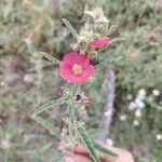 Sphaeralcea angustifolia Flor