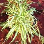 Chlorophytum comosumBlad