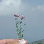 Cynanchica aristata Habit