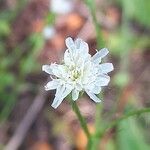 Hypochaeris albifloraപുഷ്പം