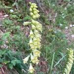 Digitalis luteaFlor