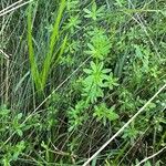 Galium palustreFuelha