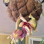 Stanhopea tigrina Flor