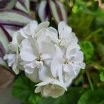 Pelargonium zonaleᱵᱟᱦᱟ