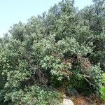 Quercus rotundifolia Habit