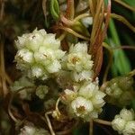 Cuscuta epilinum 花