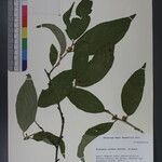 Elaeagnus caudata Otro