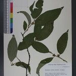 Elaeagnus caudata