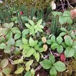 Cornus canadensisLevél