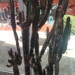 Euphorbia trigona Hábito