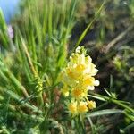 Linaria angustissima Blomst