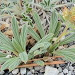 Phacelia hastata Hábitos