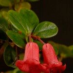 Rhododendron pauciflorum Blüte