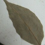 Licania parvifructa Máis