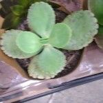 Kalanchoe marmorata ᱥᱟᱠᱟᱢ