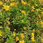 Euryops pectinatus Celota