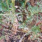 Daucus carota List