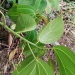Scepocarpus trinervis Leaf
