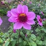 Dahlia merckii Blodyn