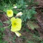 Oenothera parvifloraFlower