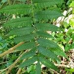 Zanthoxylum rhoifolium Leaf