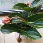 Medinilla magnifica Folla