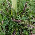 Orchis mascula Folha