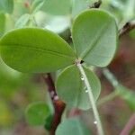 Cytisophyllum sessilifolium Blad