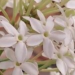 Acokanthera oppositifolia Flower