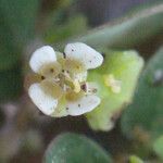 Chamaesyce viridula Floare