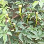 Operculina macrocarpa Leaf