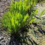 Sagittaria lancifolia Blad