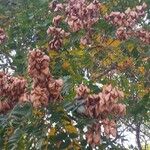 Koelreuteria paniculata Fruit