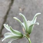Ornithogalum nutans Blomst