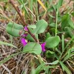 Talinum portulacifolium Blüte