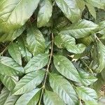 Rosenbergiodendron formosum ഇല