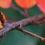 Cotoneaster divaricatus 樹皮