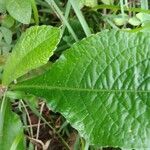 Elephantopus mollis Leaf