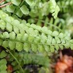 Asplenium viride Yaprak