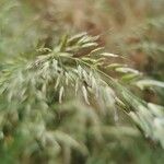 Calamagrostis varia Blad