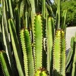 Euphorbia canariensis Лист